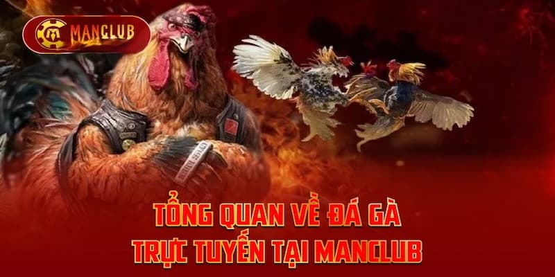 Tại sao đá gà Manclub được yêu thích